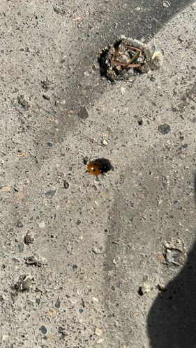 Seven-spotted Lady Beetle