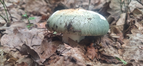 Green Russula