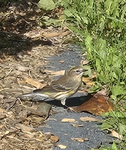 Yellow-rumped Warbler