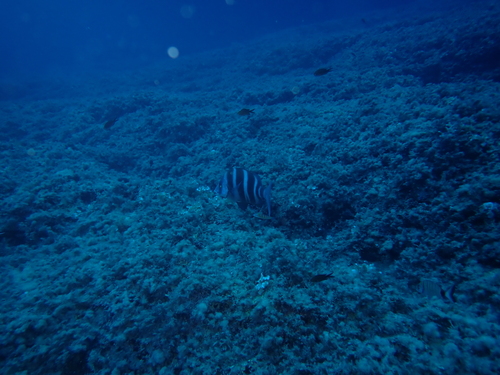 Horned Bream