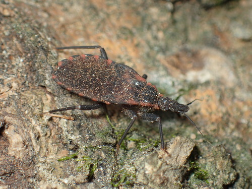 Eastern Blood-sucking Conenose (Assassin bugs of GSMNP) · iNaturalist