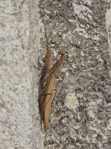 European Mantis