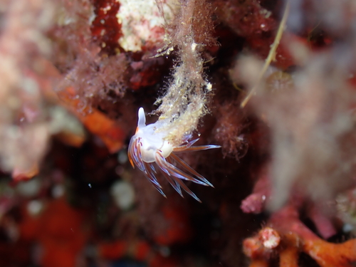 Cratena Slug