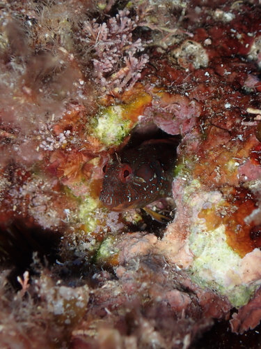 Mystery Blenny