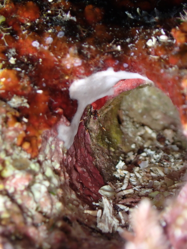 Tube Hermit Crab