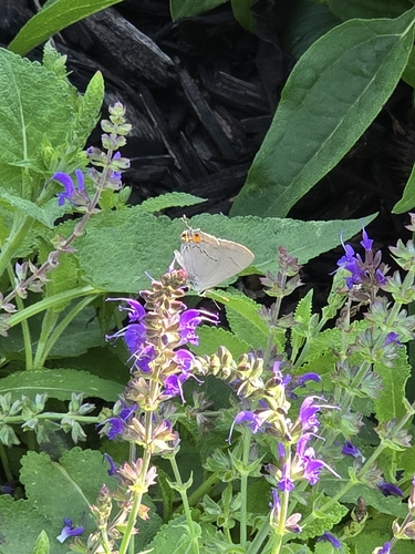 Gray Hairstreak