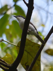 Pink-Footed Puffback photo 1