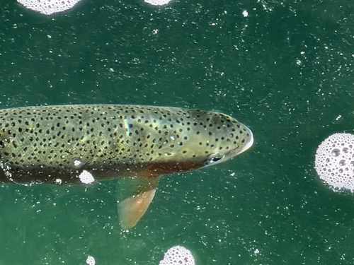 Rainbow Trout