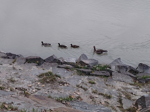 Greylag Goose