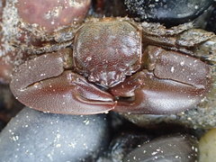 Petrolisthes cabrilloi