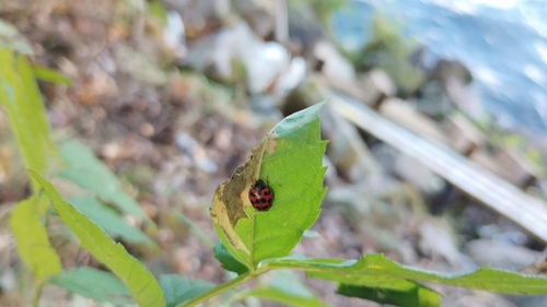 Asian Lady Beetle