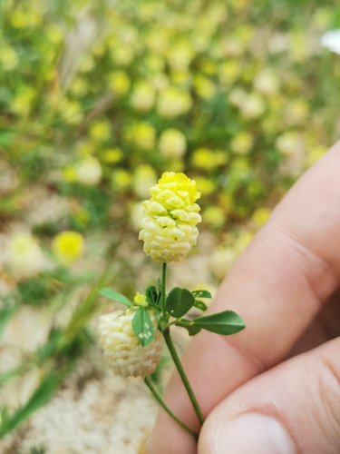 ďatelina poľná (Trifolium campestre)