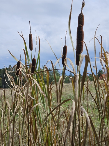 broadleaf cattail