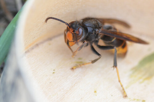 Yellow-legged Hornet