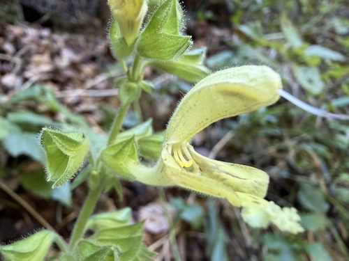 Sticky Sage