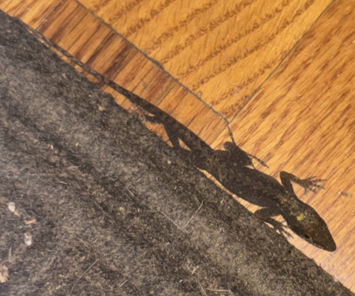 Green Anole