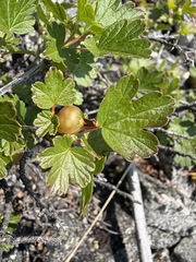 Ribes oxyacanthoides, photograph (c) Matt Berger, some rights reserved (CC BY)