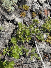 Ribes oxyacanthoides, photograph (c) Matt Berger, some rights reserved (CC BY)
