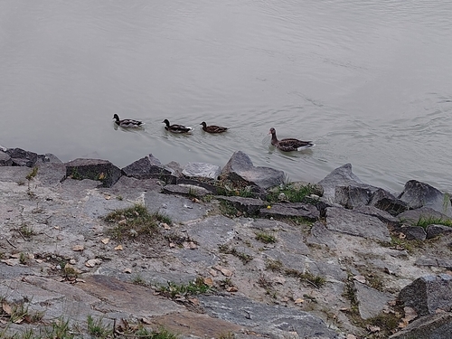 Mallard