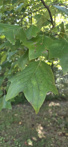 American tuliptree