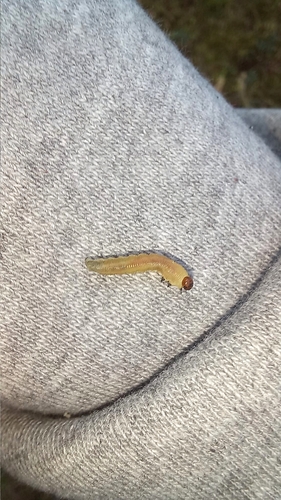 Pine Sawfly