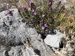 Satureja subspicata, photograph author not stated, no rights reserved
