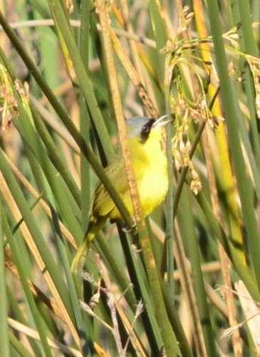 Southern Yellowthroat