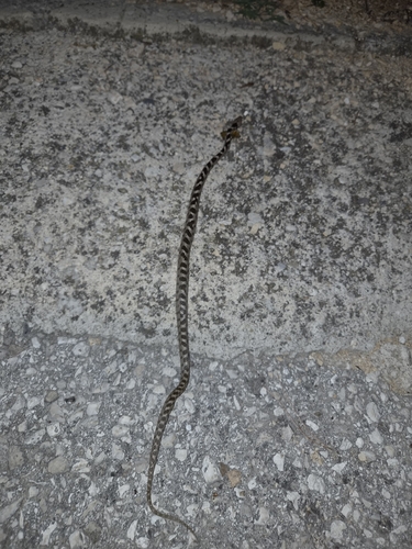 Cat Snake