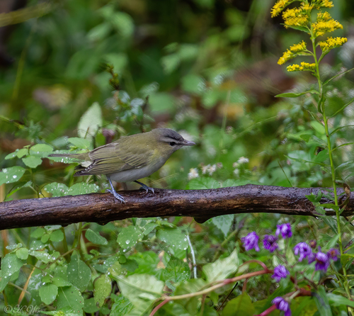 Red-eyed Vireo