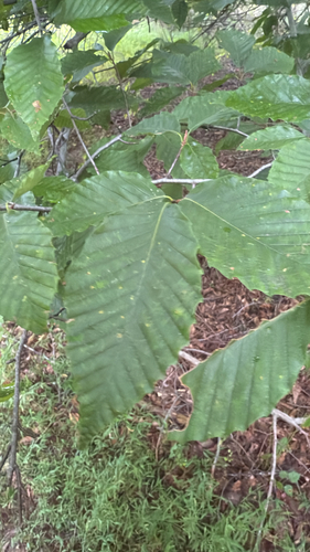 American beech