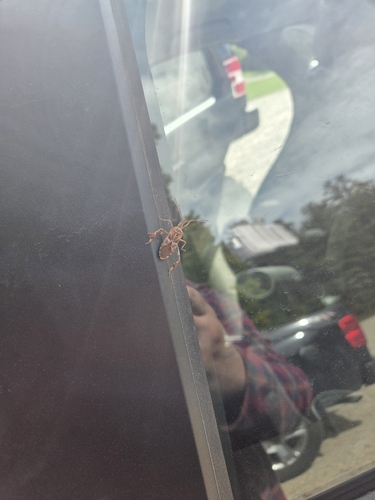 Western Conifer Seed Bug