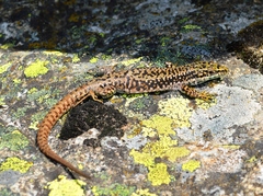 Iberolacerta cyreni