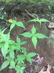 Lysimachia quadrifolia