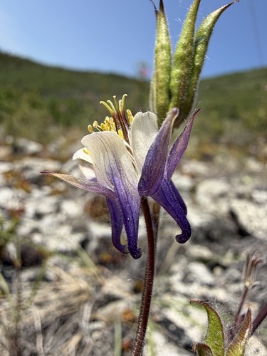 Aquilegia brevistyla, photograph 6