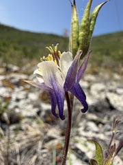 Aquilegia brevistyla, photograph (c) Matt Berger, some rights reserved (CC BY)