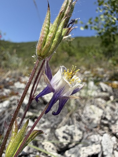 Aquilegia brevistyla, photograph 5