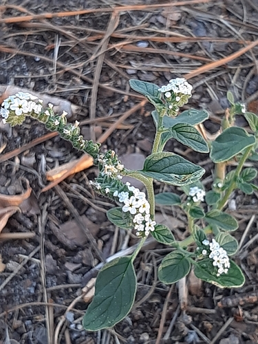 European heliotrope