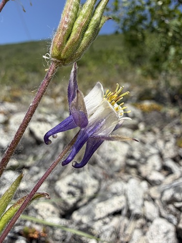 Aquilegia brevistyla, photograph 4