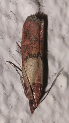 Indian-Meal Moth