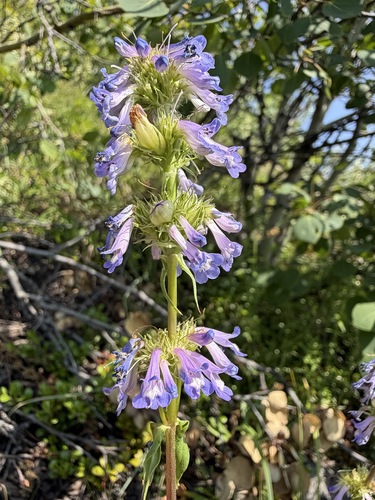 Penstemon procerus, photograph 3