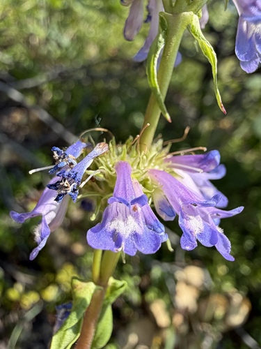Penstemon procerus, photograph 4