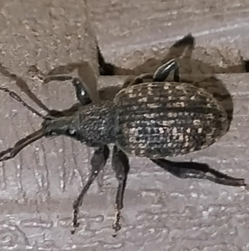 Black Vine Weevil