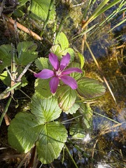 Rubus arcticus, photograph (c) Matt Berger, some rights reserved (CC BY)