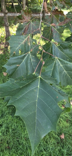 American sycamore