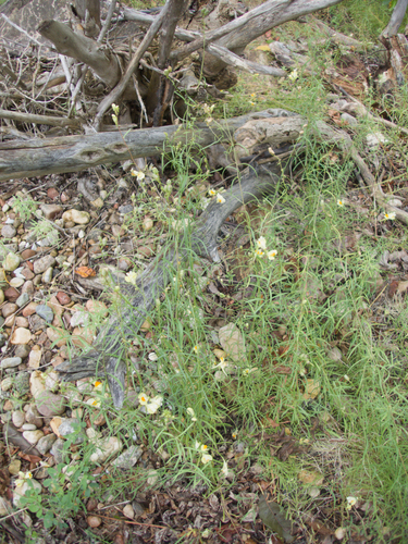 common toadflax