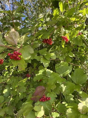 guelder-rose