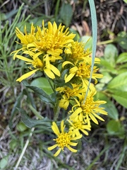 Solidago multiradiata, photograph (c) Matt Berger, some rights reserved (CC BY)