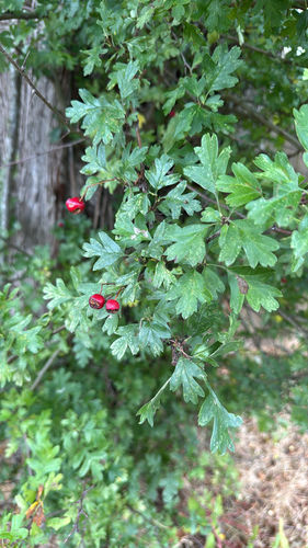 common hawthorn