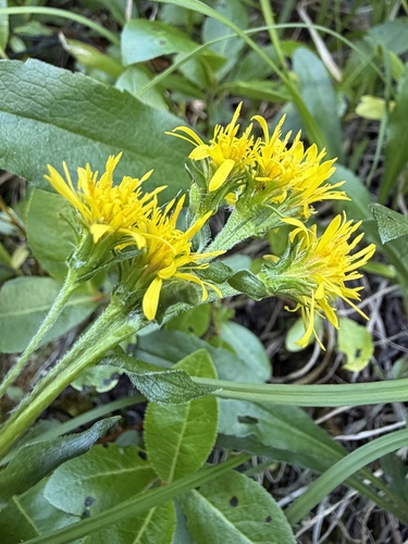 Solidago multiradiata, photograph 3