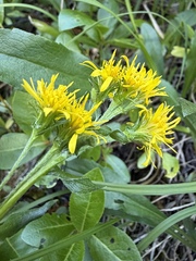 Solidago multiradiata, photograph (c) Matt Berger, some rights reserved (CC BY)
